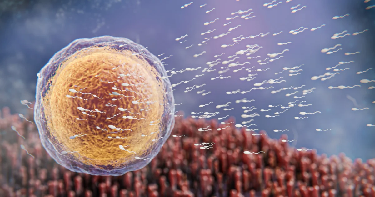 Microbioma seminale ed intestinale influenzano gli esiti della fertilità