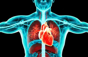 Il carico meccanico inibisce la crescita del cancro nel cuore