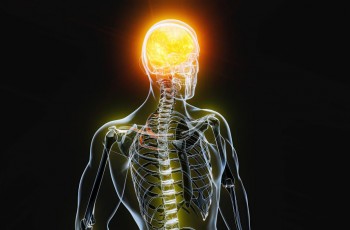 Anche il cervello influisce sul controllo della massa ossea