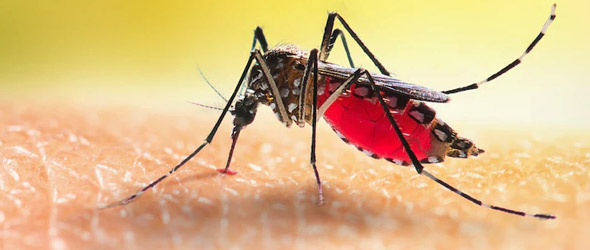 Amcli in prima linea nella prevenzione della malaria