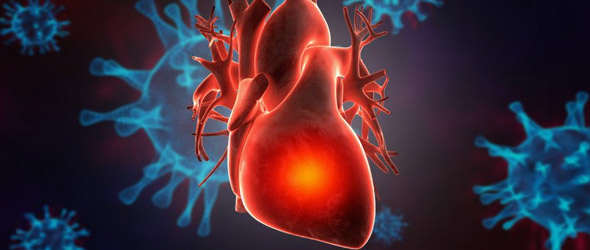 Scoperto come Covid e virus influenzali  aumentano il rischio di eventi cardiaci