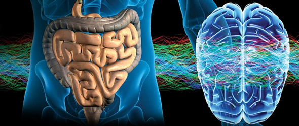 Il microbiota è fondamentale per la salute del cervello