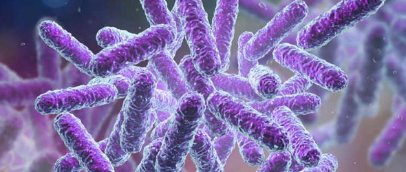 Composizione del microbiota intestinale e rischio di obesità