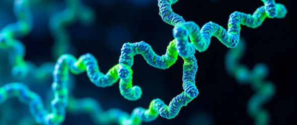 Tumore della vescica: scoperto un nuovo meccanismo molecolare