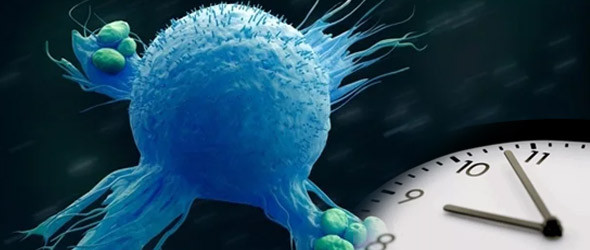 L'orologio biologico regola l'infiammazione