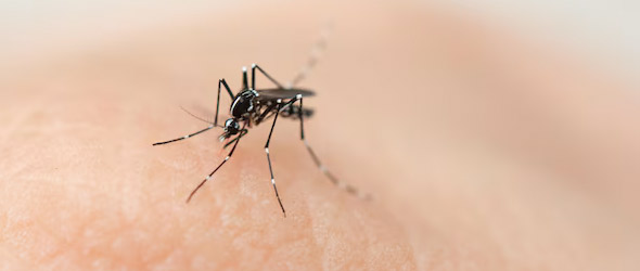 Scoperto un meccanismo di protezione contro la malaria