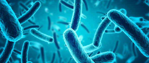 Covid-19, anche i probiotici potrebbero rivelarsi utili. Ecco perché 