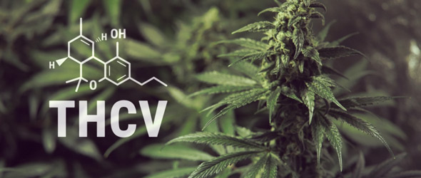 Cannabis ad alta potenza porta a disturbi d’ansia