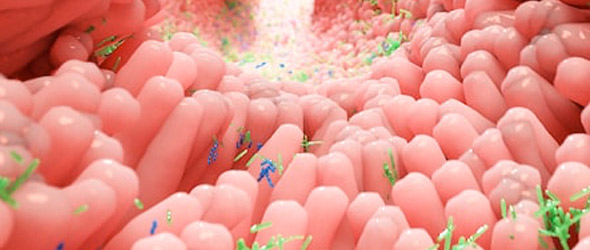Creato per la prima volta un modello 3D di microbiota intestinale umano