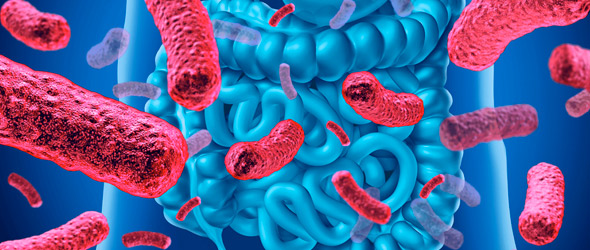 La cooperazione alla base di un microbiota sano ed efficiente