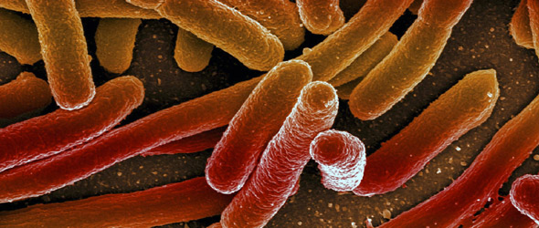 Uno strumento in più per sconfiggere le UTI