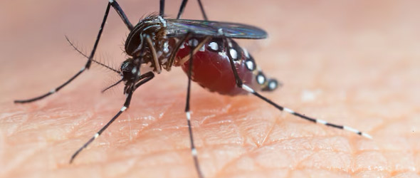 Rischio West Nile: aumentano i casi e si intensificano le attività di sorveglianza